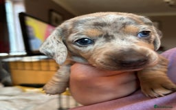Miniature Dachshund dogs for sale: Mini dachshund puppies 6 weeks - Advert 11