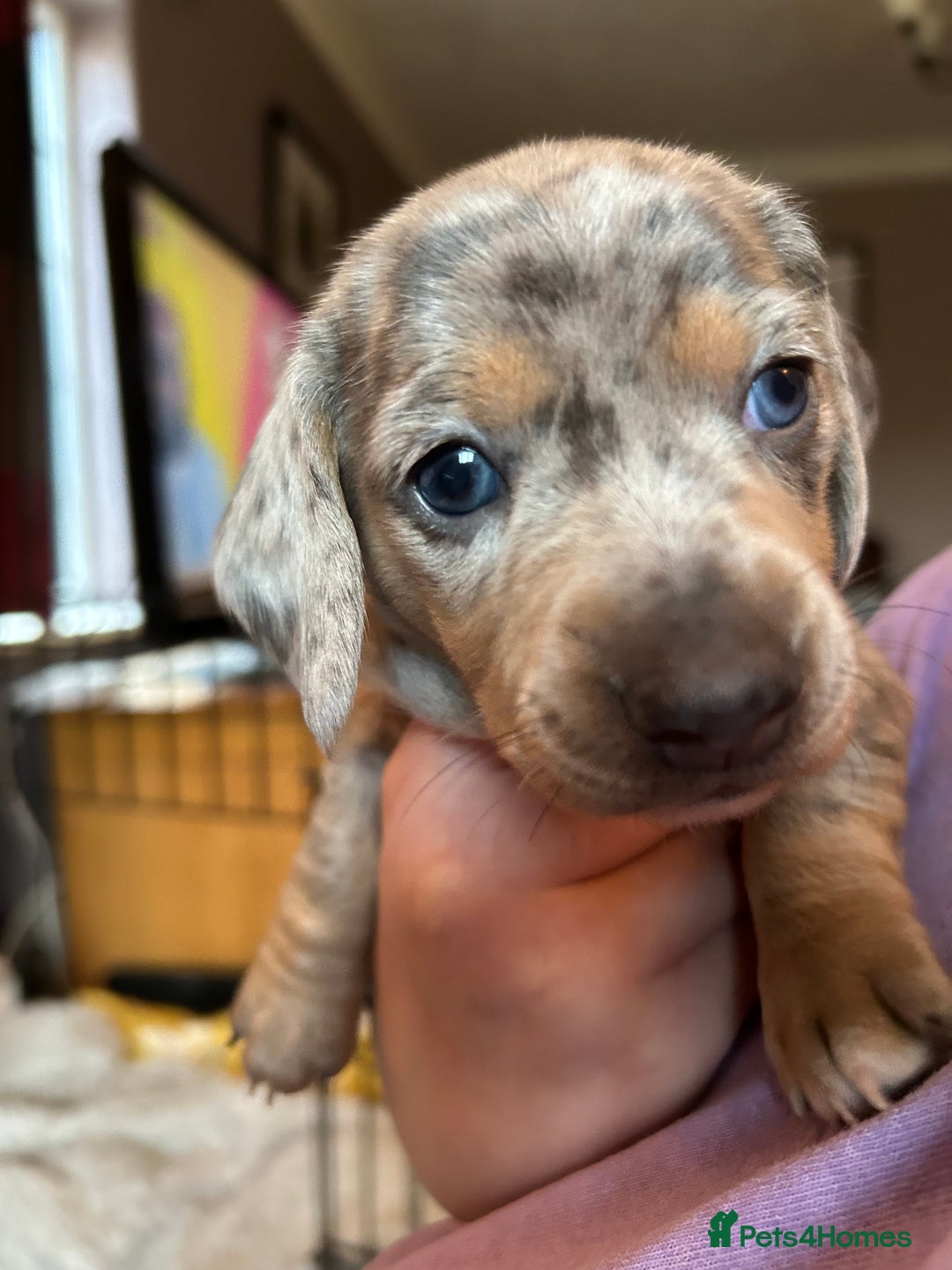 Miniature Dachshund dogs for sale: Mini dachshund puppies 6 weeks - Advert 11
