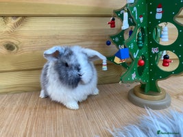Mini Lop rabbits Mini lops - Advert 4