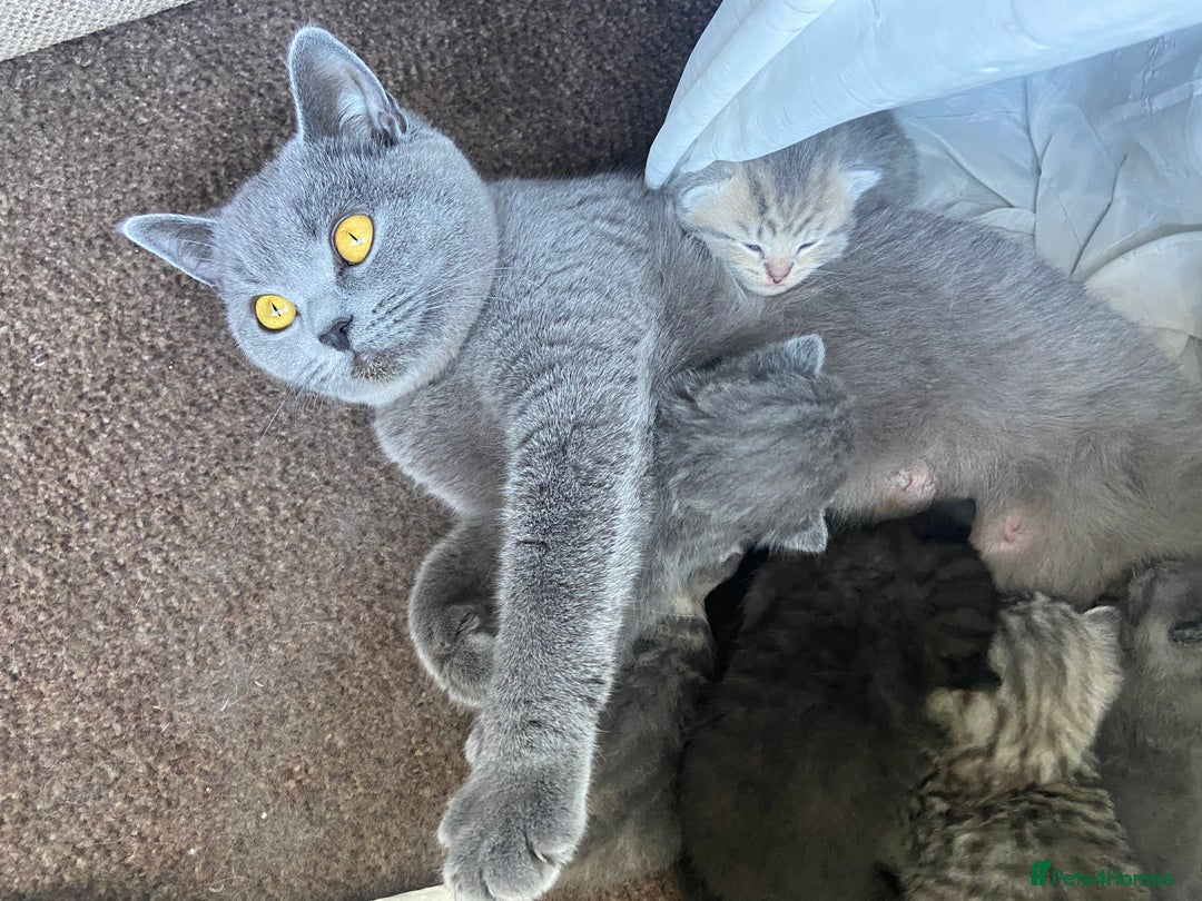 Persian cats for sale: Persian x British blue shorthair  - Advert 1