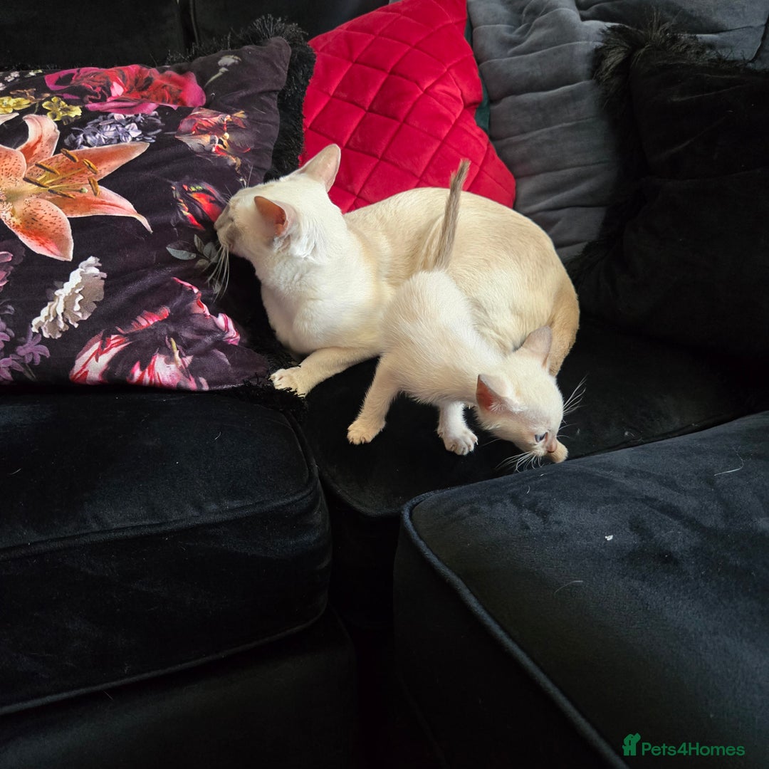 Tonkinese cats for sale: Registered, pedigree 1st generation,  VET checked  - Image 7