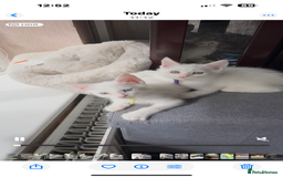 Turkish Angora cats for sale: Mainecoon x  - Image 3