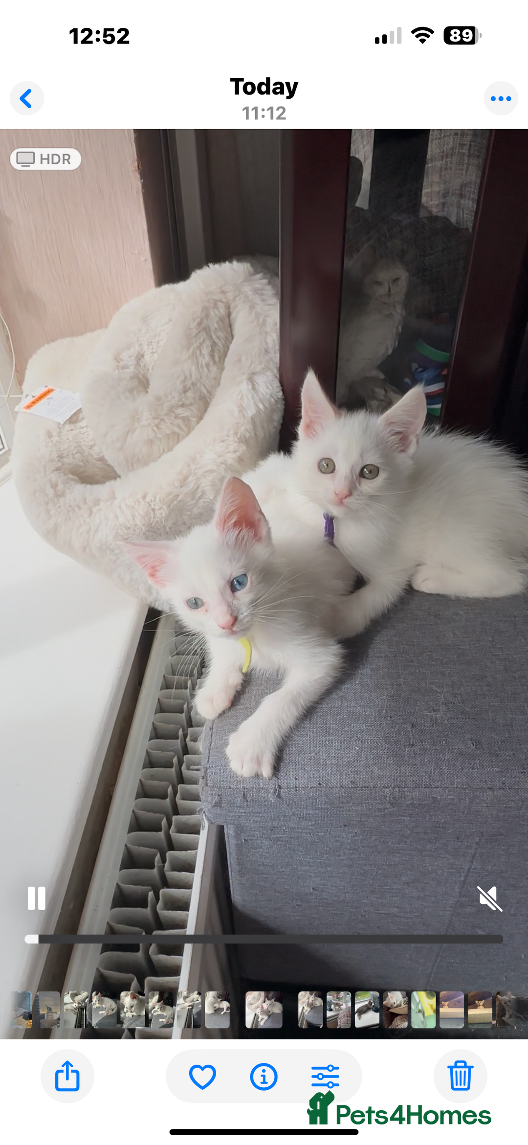 Turkish Angora cats for sale: Mainecoon x  - Image 3