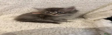 Maine Coon 3- girl 