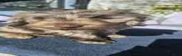 Cockapoo dogs for sale: Last 1 Stunning merle/choc cockapoos ready now - Advert 3