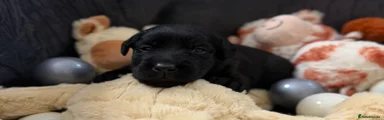 Goldador Puppy 7