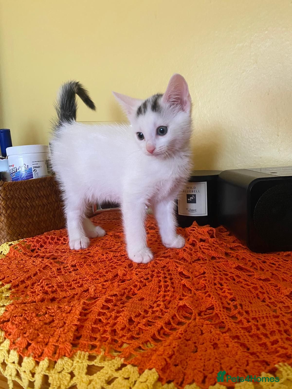 Mixed Breed cats 2 lovely kittens looking for their forever homes - Advert 1