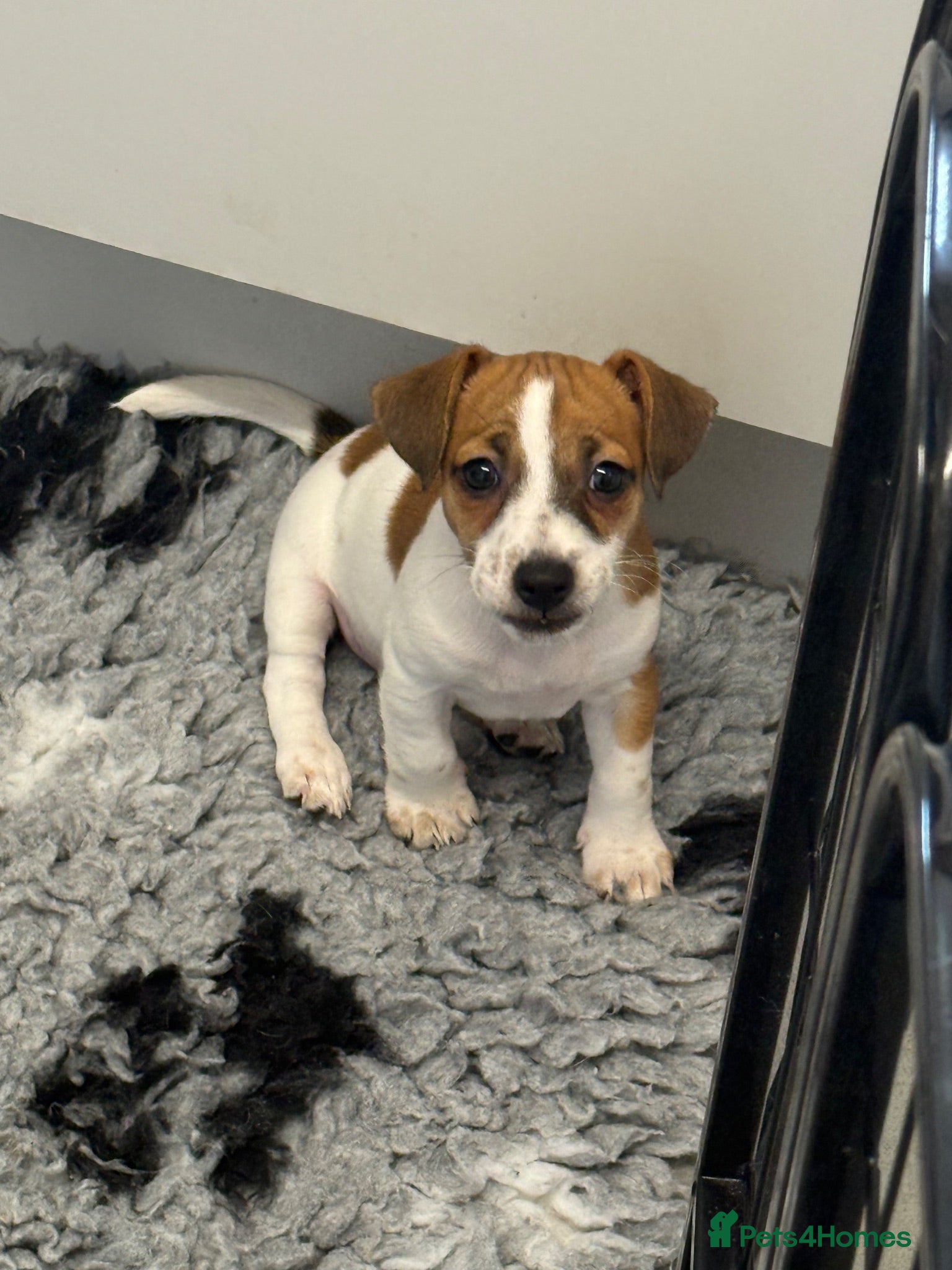Jack Russell dogs Gorgeous Jack Russell Puppies - Advert 14