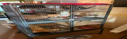 Chinchilla rodents for sale: 3 female chinchillas  in Derby - Advert 2