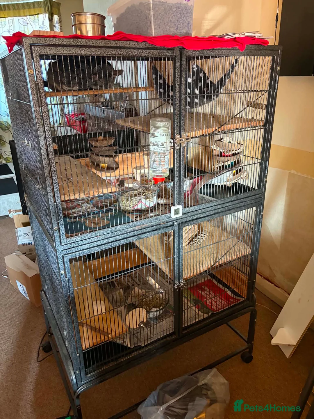 Chinchilla rodents for sale: 3 female chinchillas  in Derby - Advert 2