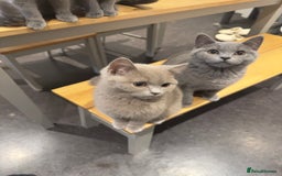 British Shorthair cats for sale: Gorgeous British Shorthair Kittens Chunky, Loving  - Image 11