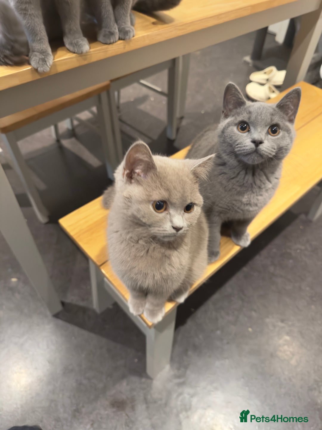 British Shorthair cats for sale: Gorgeous British Shorthair Kittens Chunky, Loving  - Image 11