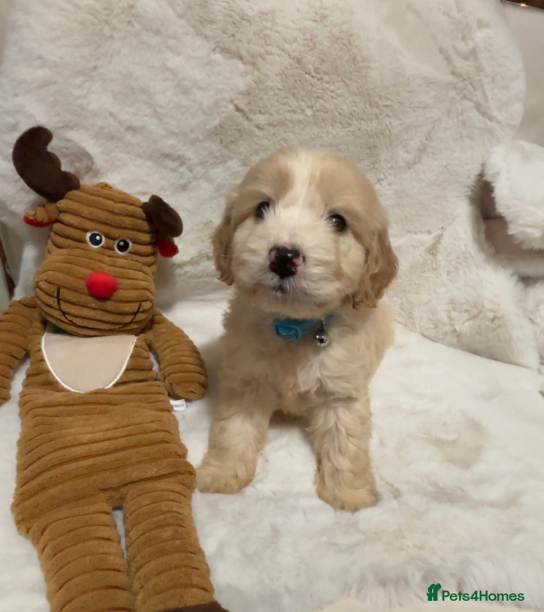 Cockapoo dogs for sale: Golden F1 cockpoo puppies  - Advert 11