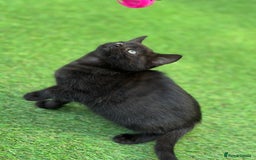 Bengal cats for sale: Gorgeous Bengal X Kittens!! Price Reduced!! - Image 33