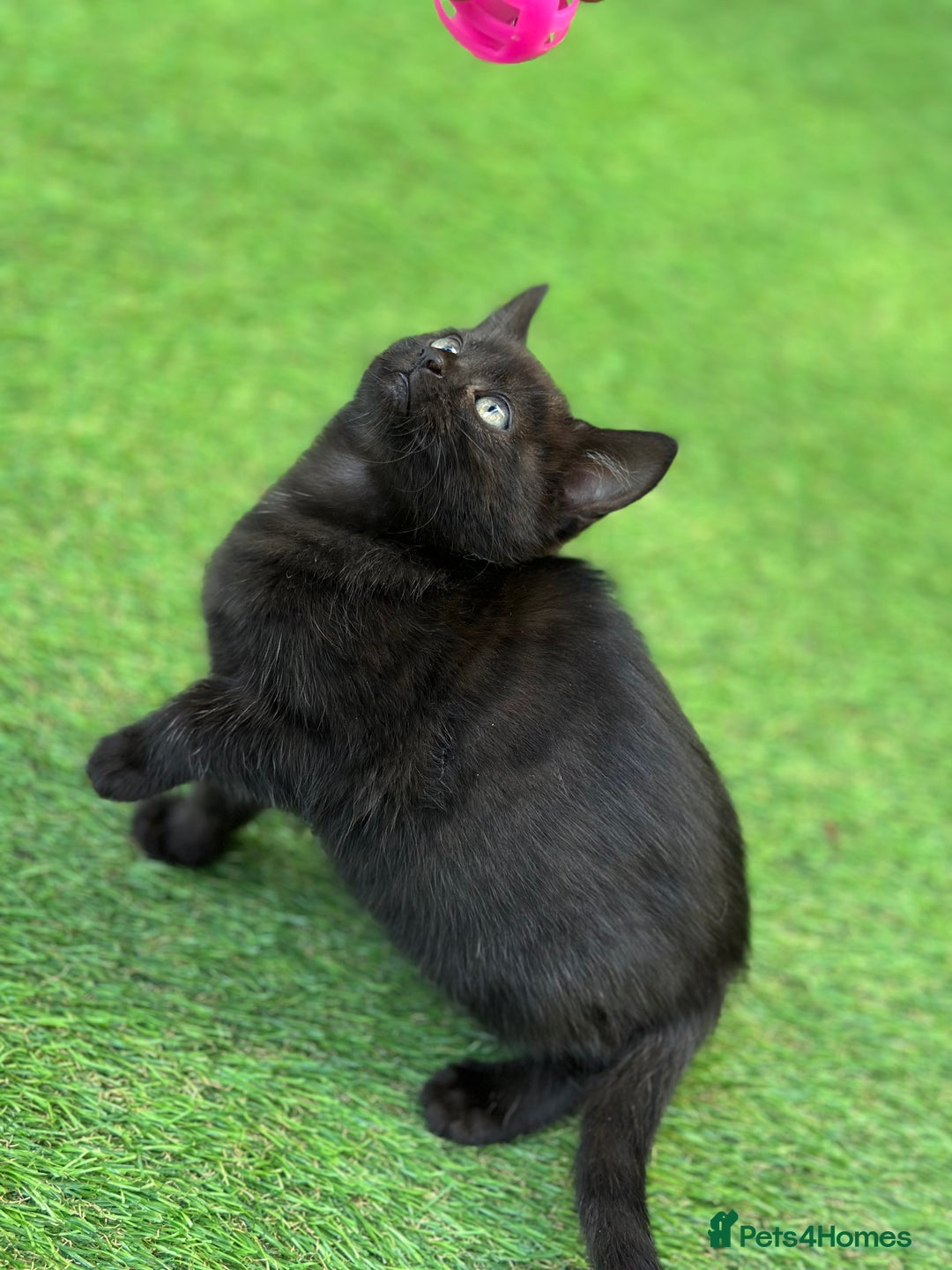 Bengal cats for sale: Gorgeous Bengal X Kittens!! Price Reduced!! - Image 33