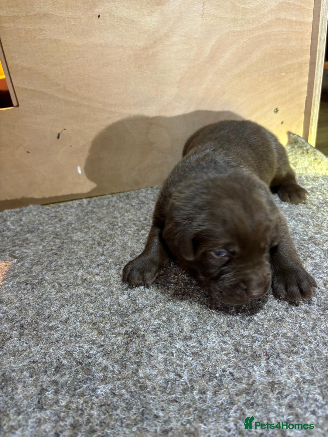 Labrador Retriever dogs for sale: Labrador Puppies – Black & Chocolate  - Advert 8