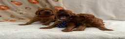 Irish Setter dogs for sale: Irish Setter Puppy - Advert 9