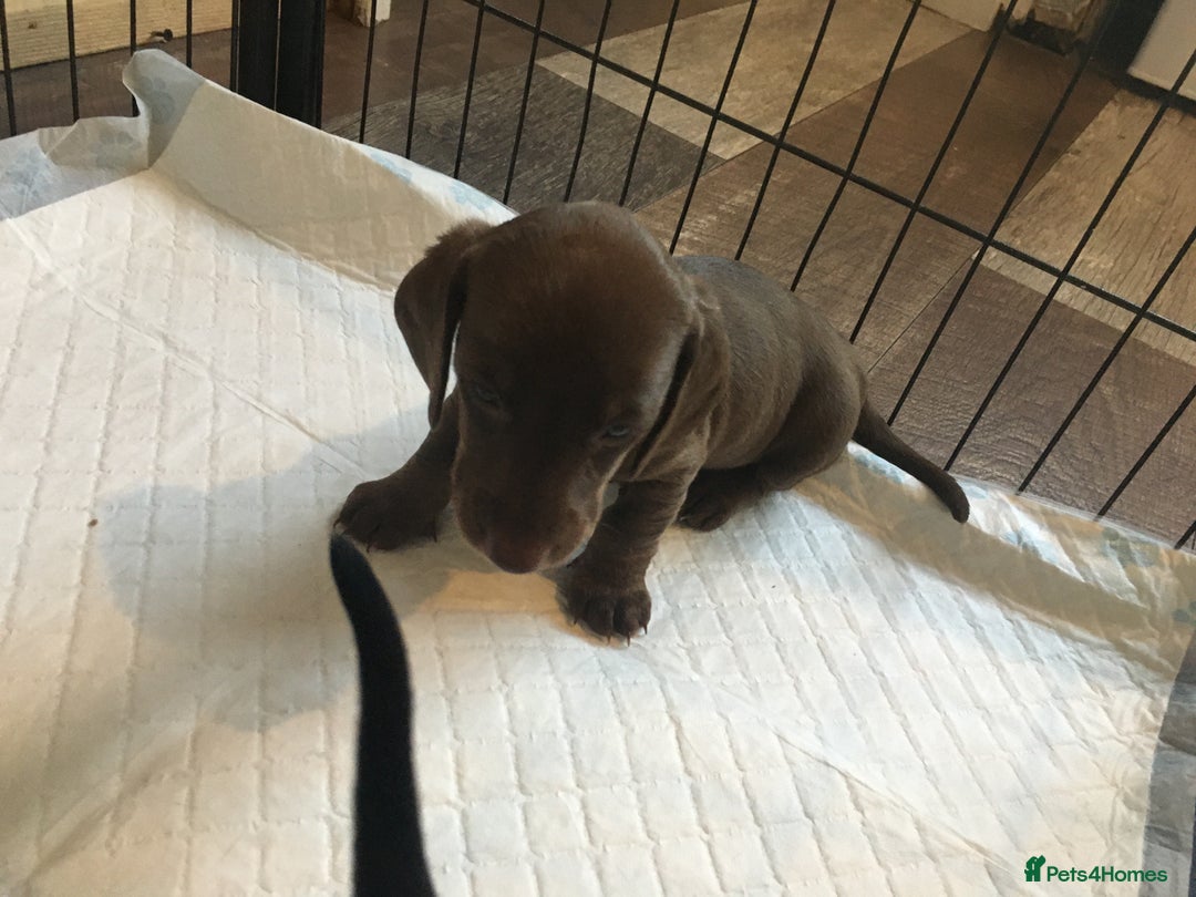 Miniature Dachshund dogs for sale: Miniature dachshund baby’s  - Image 18