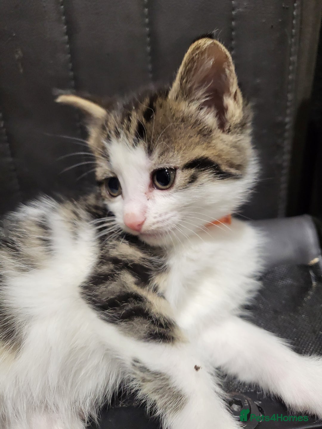 Mixed Breed cats for sale: 5 beautiful kittens - Advert 6