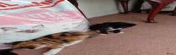 Mixed Breed cats for sale: Kittens from loving country cottage home - Advert 2