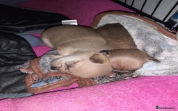 Mixed Breed dogs for sale: Male Chihuahua puppies for sale - Advert 1