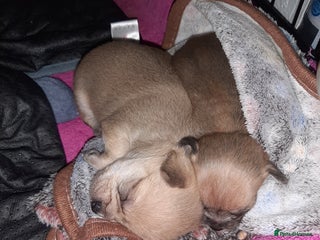 Mixed Breed dogs Male Chihuahua puppies for sale - Advert 2