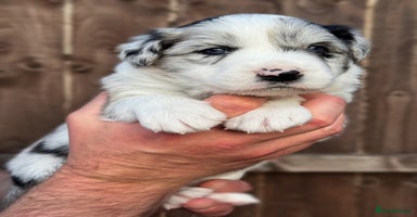 Border Collie dogs - Advert 3