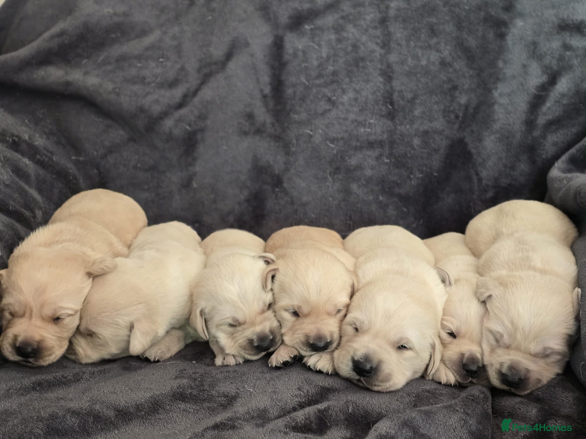 Goldador dogs for sale: 🐾 Beautiful Goldador Puppies Raised with Love 🐶 - Advert 1