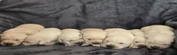 Goldador dogs for sale: 🐾 Beautiful Goldador Puppies Raised with Love 🐶 in Coventry - Advert 1