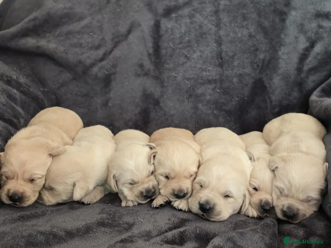 Goldador dogs for sale: 🐾 Beautiful Goldador Puppies Raised with Love 🐶 in Coventry - Advert 1