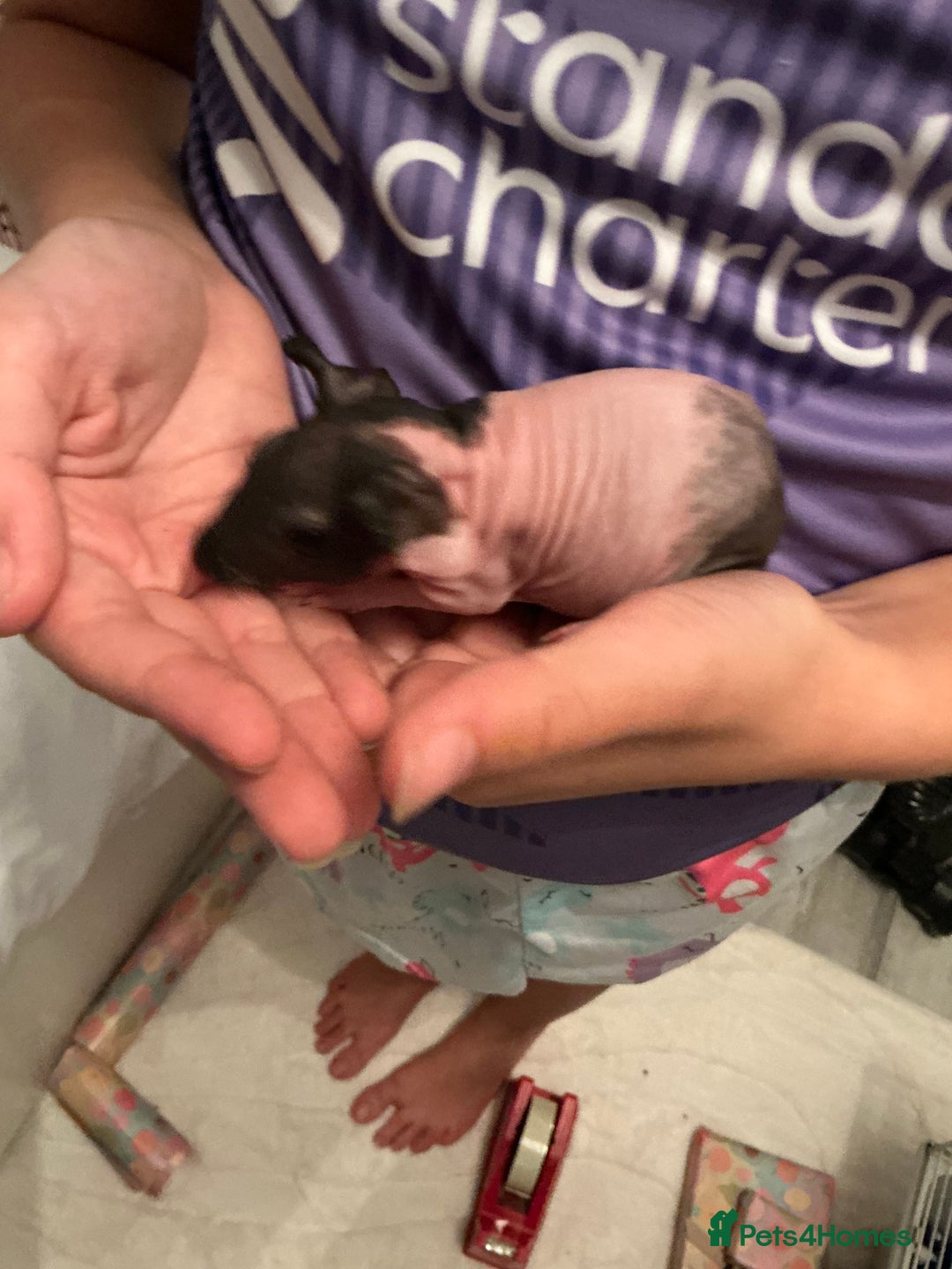 Guinea Pig rodents for sale: Guinea pigs (skinny) - Image 6