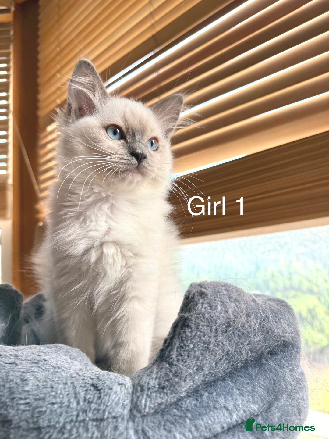 Ragdoll cats for sale: 4 beautiful ragdoll kittens  - Image 8