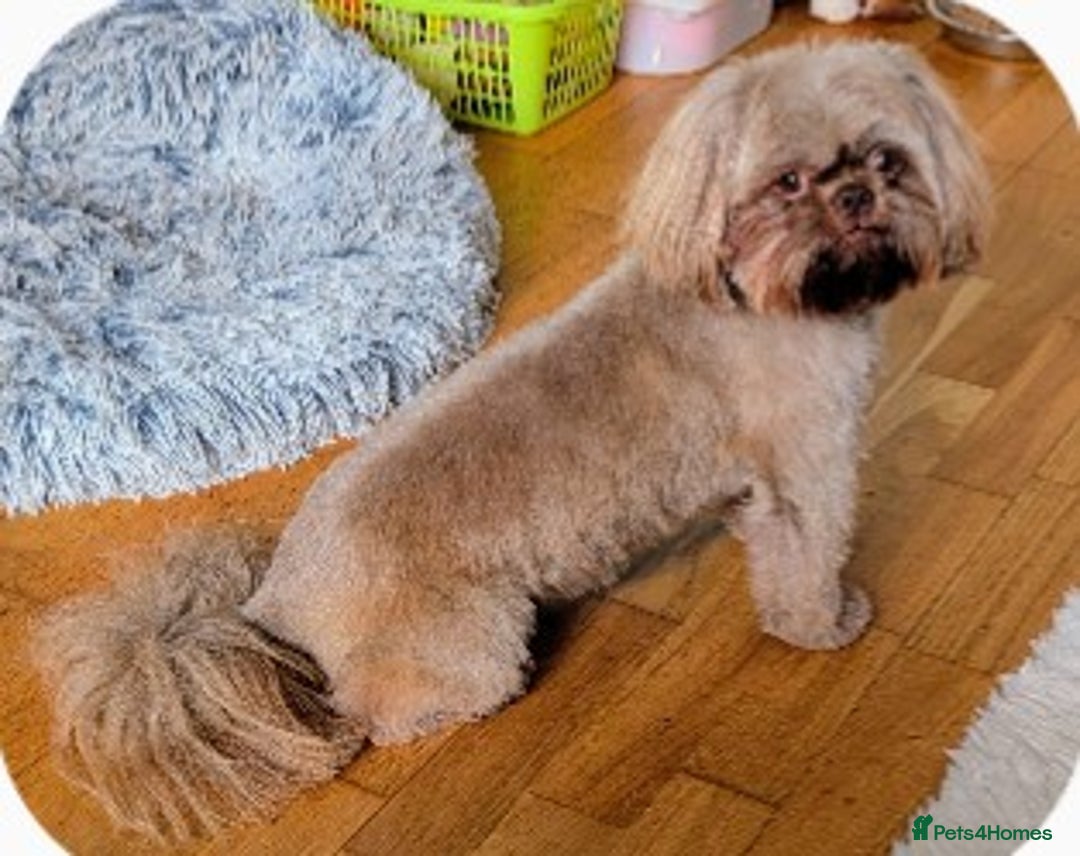 Shih Tzu dogs for stud: Kc registerd stud karashishi and sweet tooth lines in Southampton - Advert 3