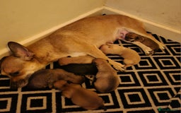 Mixed Breed dogs for sale: Beautiful jackchi puppies  - Image 3