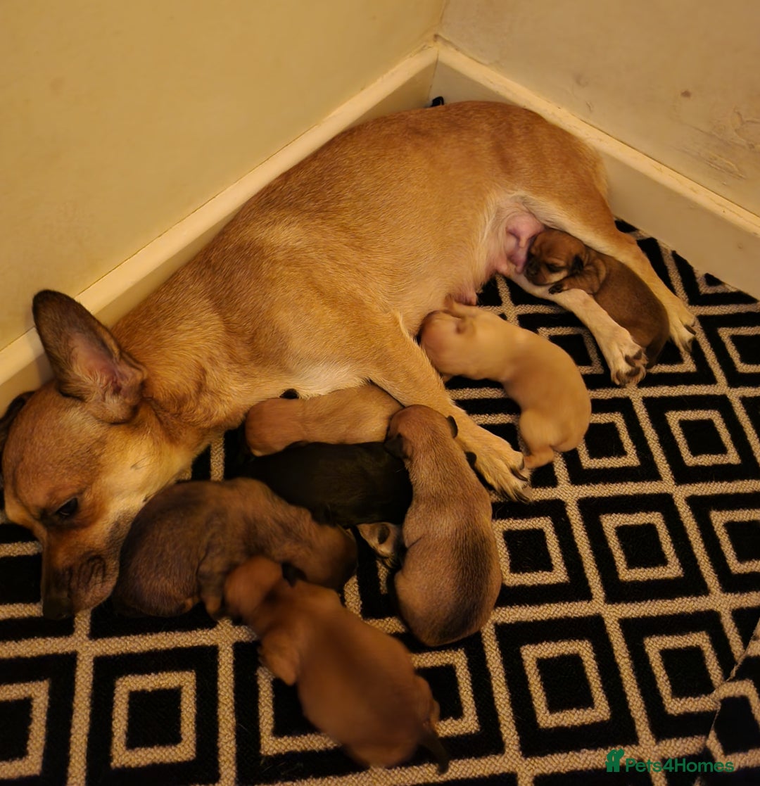 Mixed Breed dogs for sale: Beautiful jackchi puppies  - Image 3