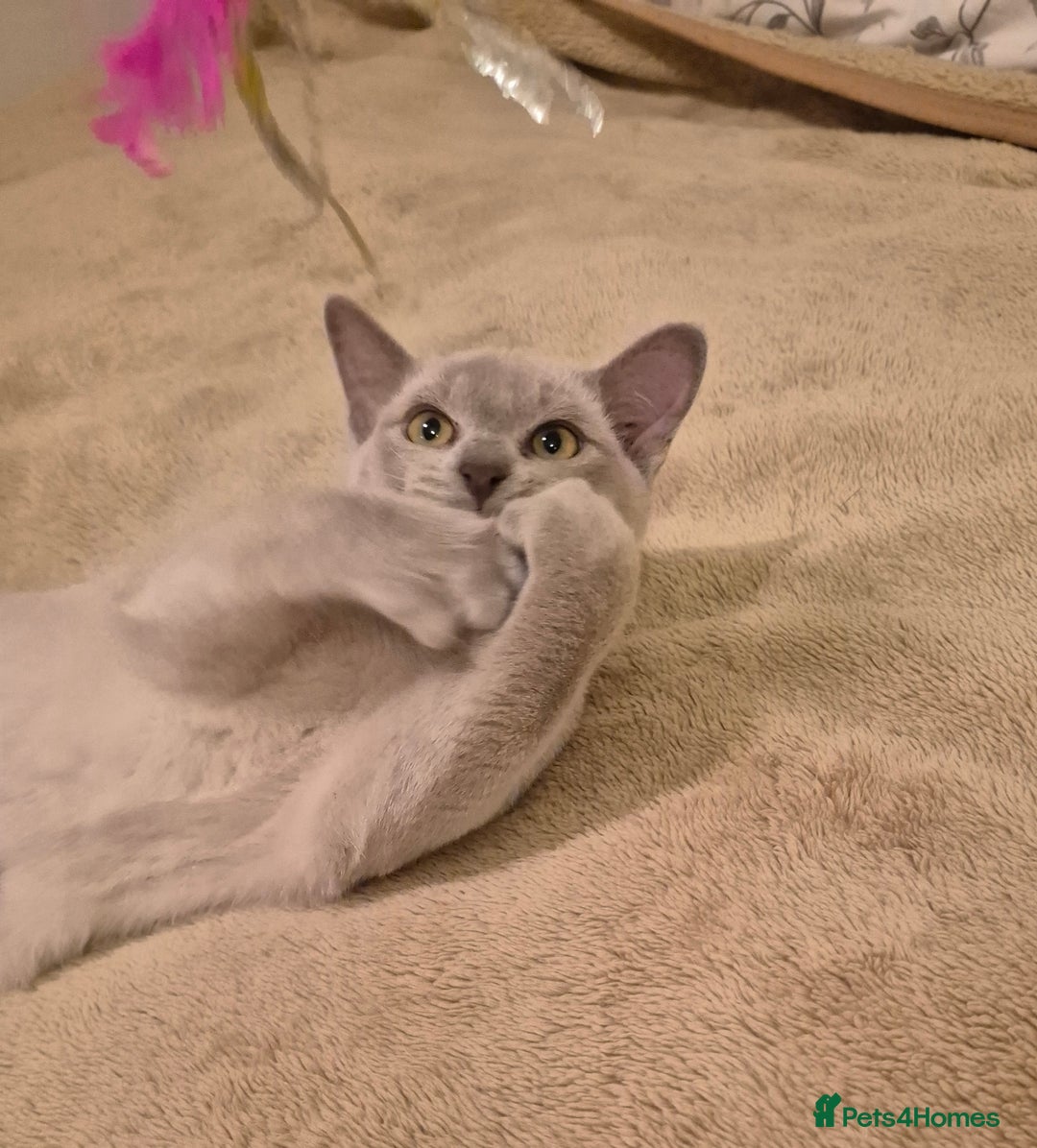 Burmese cats for sale: Pedigree Lilac Male Burmese Kitten - Advert 9