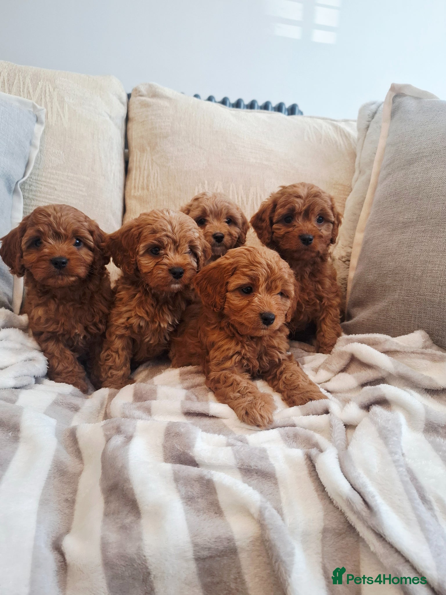Cavapoo dogs F1 Teddy bear cavapoo. Extensively health tested - Advert 2