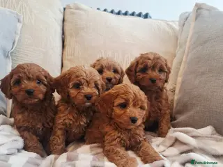 Cavapoo dogs F1 Teddy bear cavapoo. Extensively health tested - Advert 2