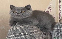 British Shorthair cats for sale: GCCF Reg. Blue and Lilac self boys.  - Image 8