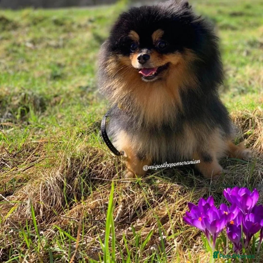 Pomeranian dogs for stud: Stunning proven KC black and tan pom stud in Ebbw Vale - Advert 2