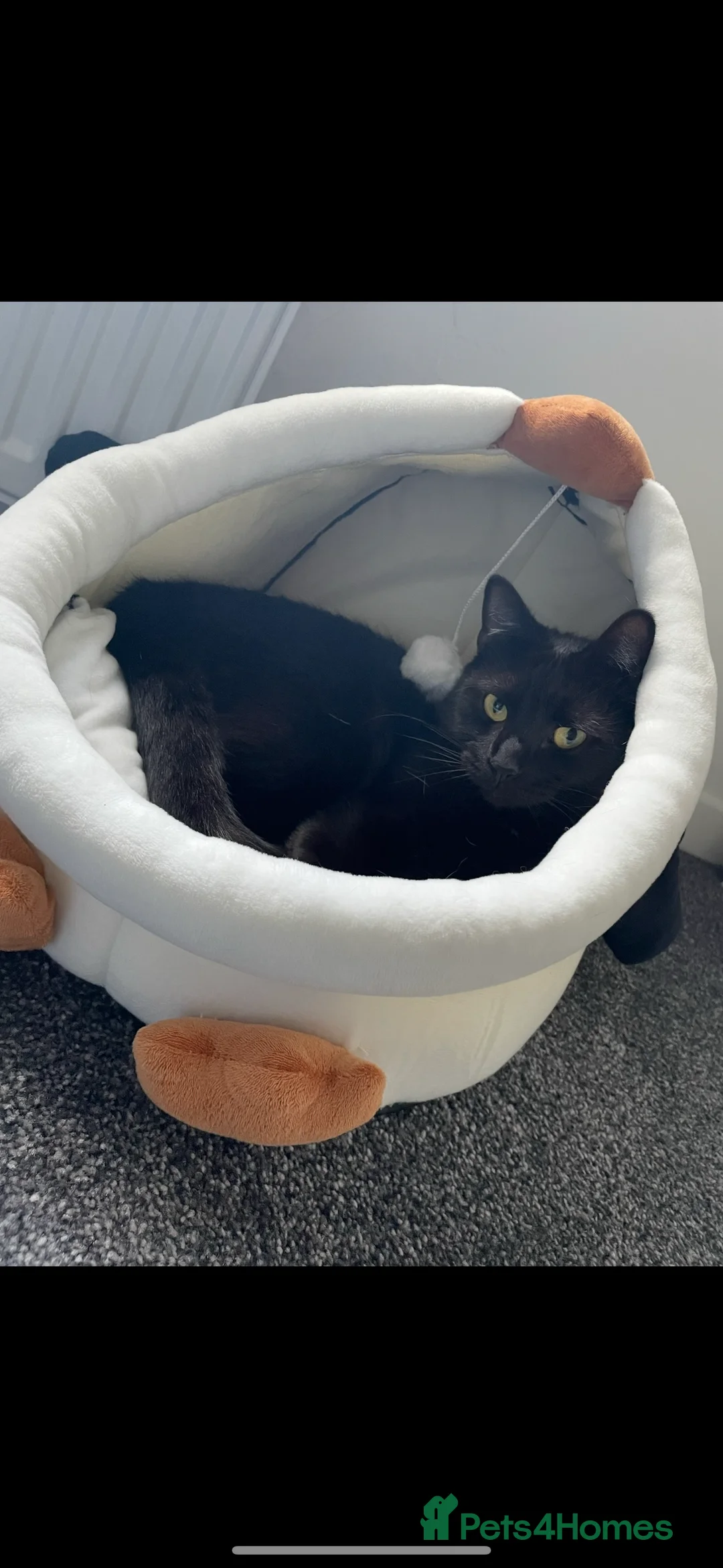Mixed Breed cats for sale: Merlin - Black male cat in Wigan - Advert 4