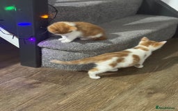 Mixed Breed cats for sale: Mixed breed Kittens  - Image 1
