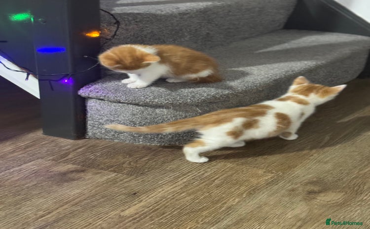 Mixed Breed cats - Advert 2