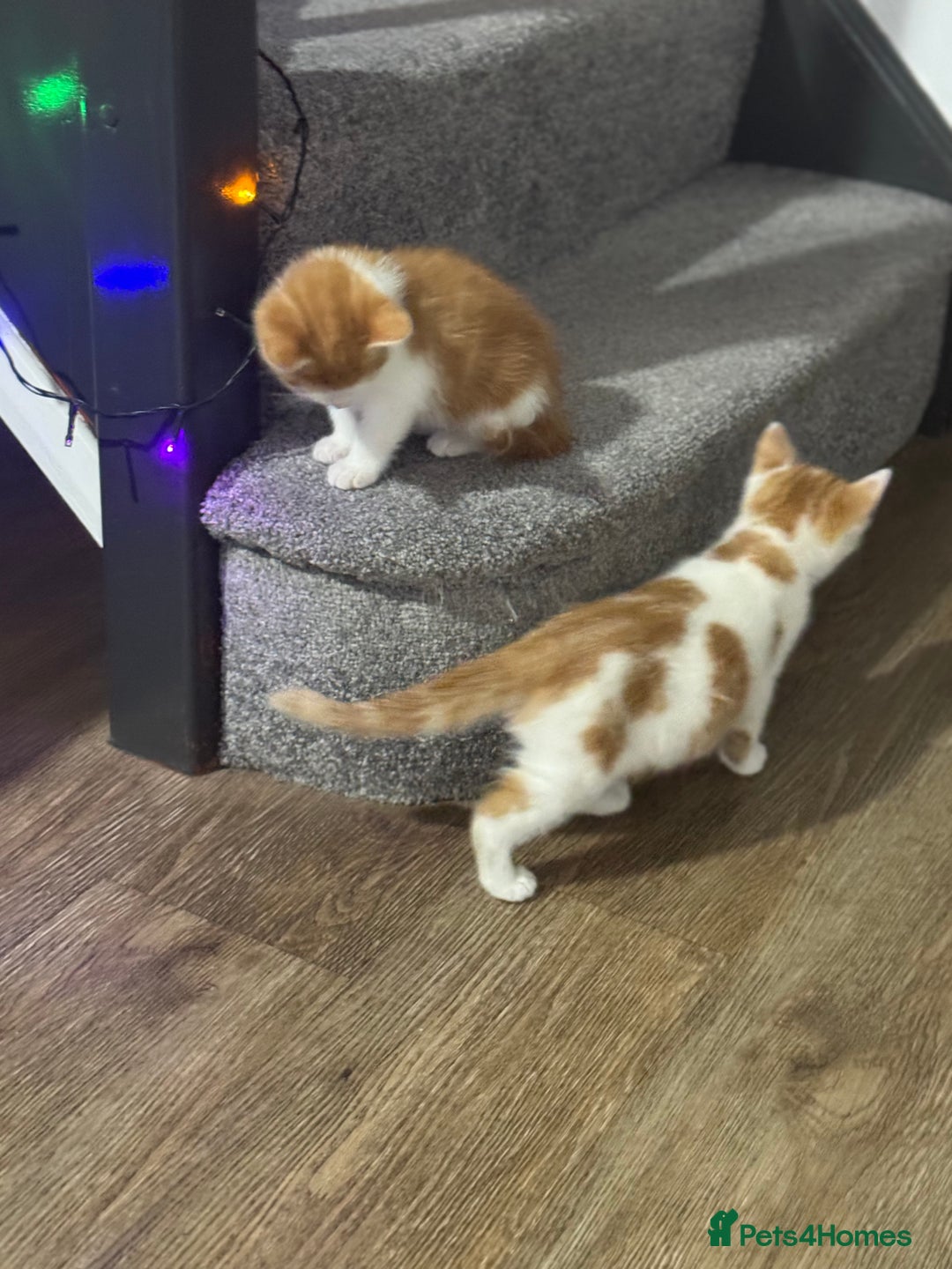 Mixed Breed cats for sale: Mixed breed Kittens  - Image 1