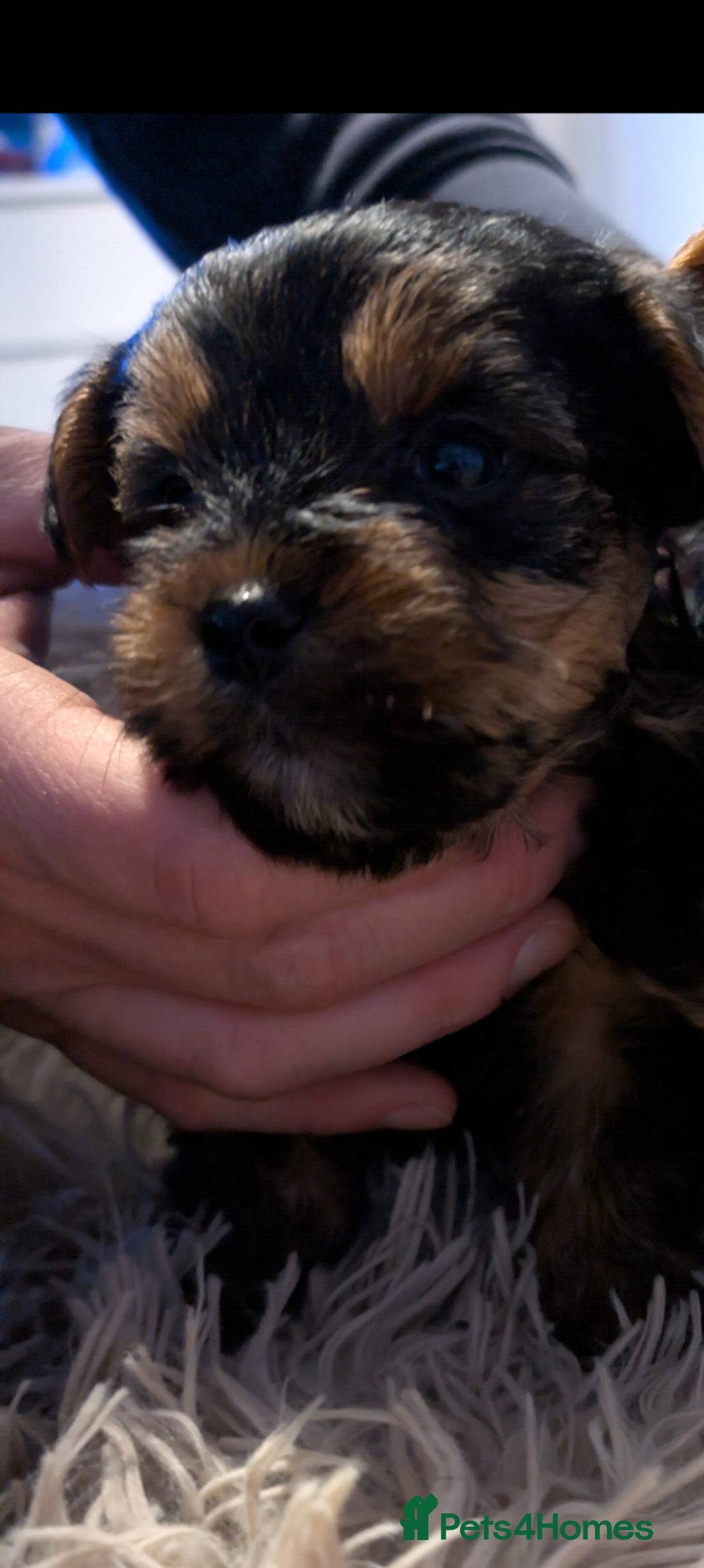 Yorkshire Terrier dogs for sale: 5 Yorkshire terriers pupies - Advert 4