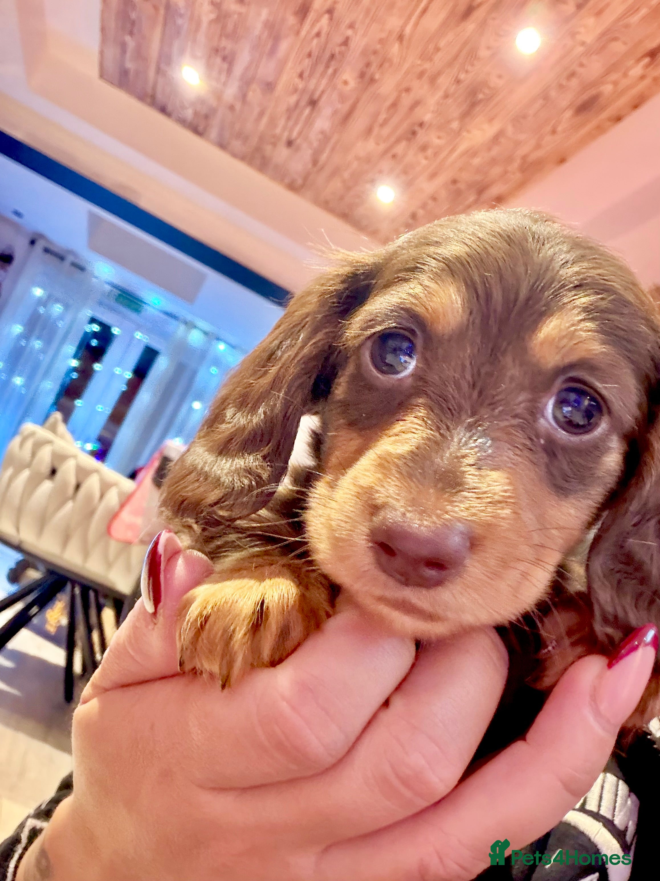 Miniature Dachshund dogs Absolutely stunning KC mini  girls🩷🩷🌟  - Advert 8