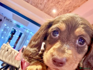 Miniature Dachshund dogs Absolutely stunning KC mini girls🩷🩷🌟 - Advert 14