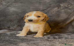 Cocker Spaniel dogs for sale: KC Reg Show Type Cocker Spaniel Pups. Family Home  - Image 26