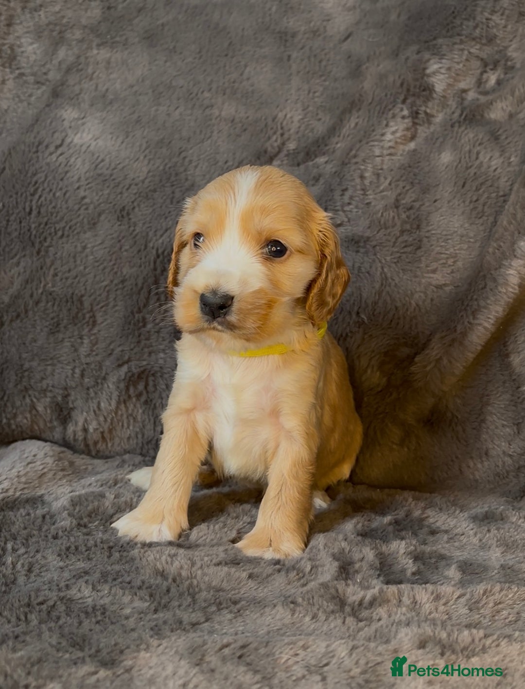 Cocker Spaniel dogs for sale: KC Reg Show Type Cocker Spaniel Pups. Family Home  - Image 26