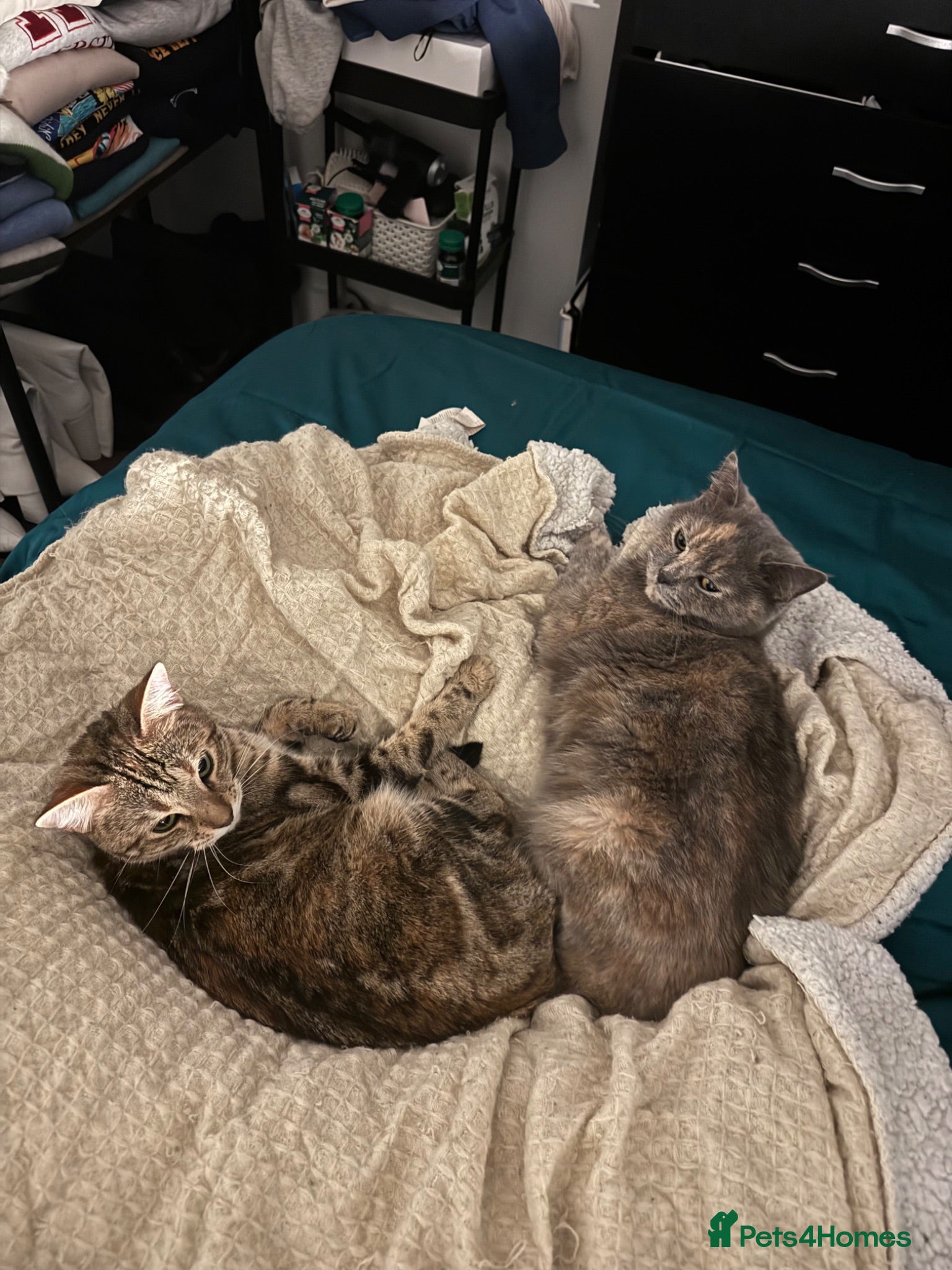 Mixed Breed cats Looking for male studs for my girls - Advert 1